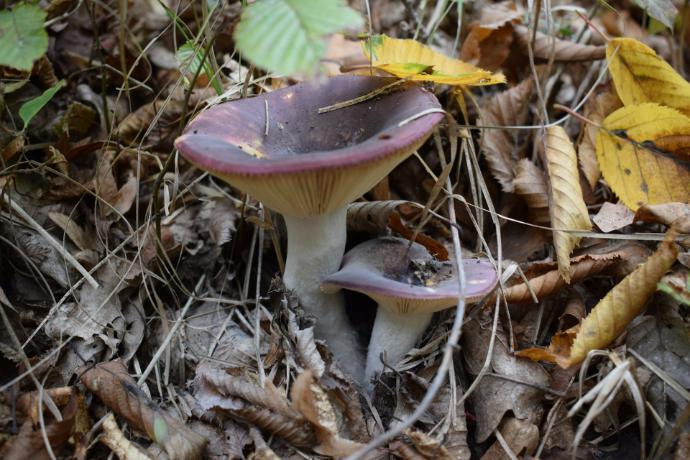 Almond Mushroom P. (18845)