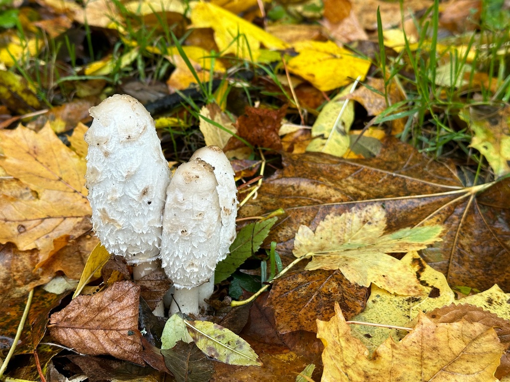 Coprinus Comatus P. Shellbroken) (18845) 