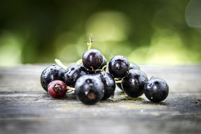 ORGANIC Black Currant P. (16903)