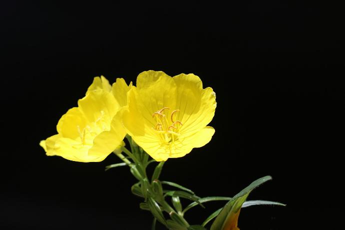 Evening Primrose Extract P.E. 10:1