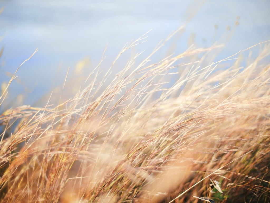 ORGANIC Wheat Grass P. (18878)