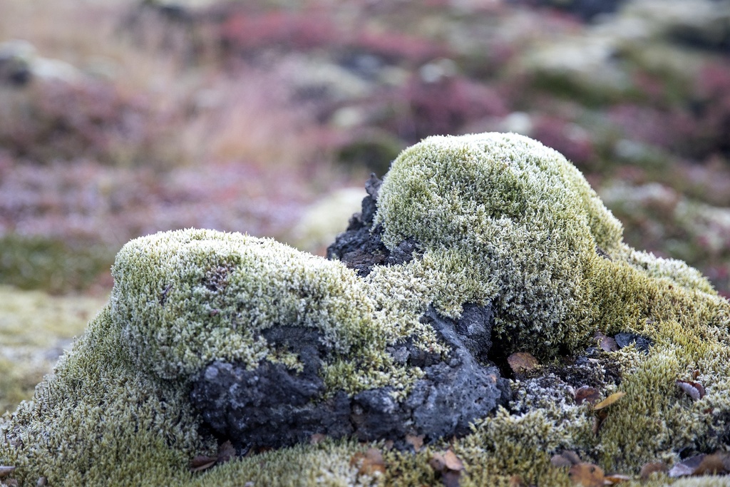 Icelandic Moss P.E. 10:1