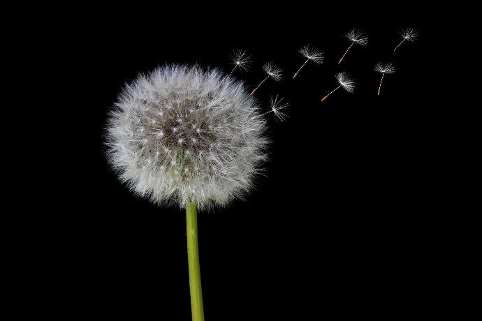 Dandelion WS P.E. 4:1