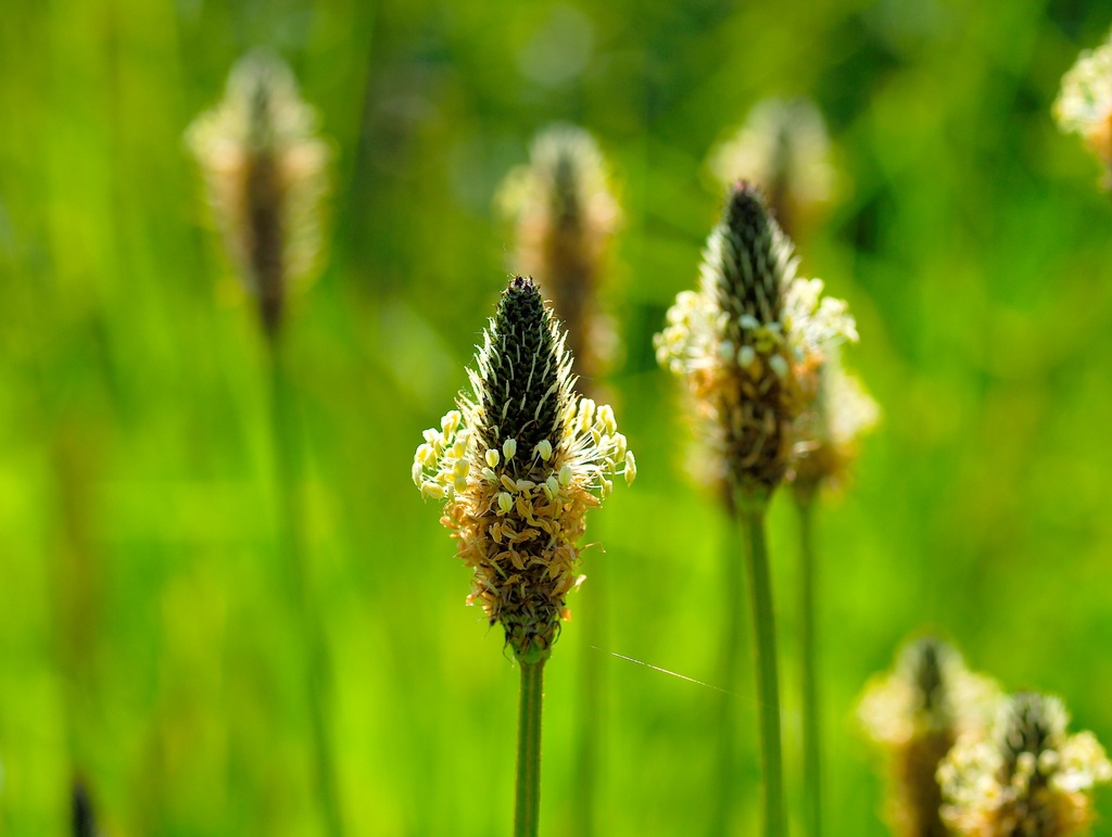 Ribwort WS P.E. 4:1