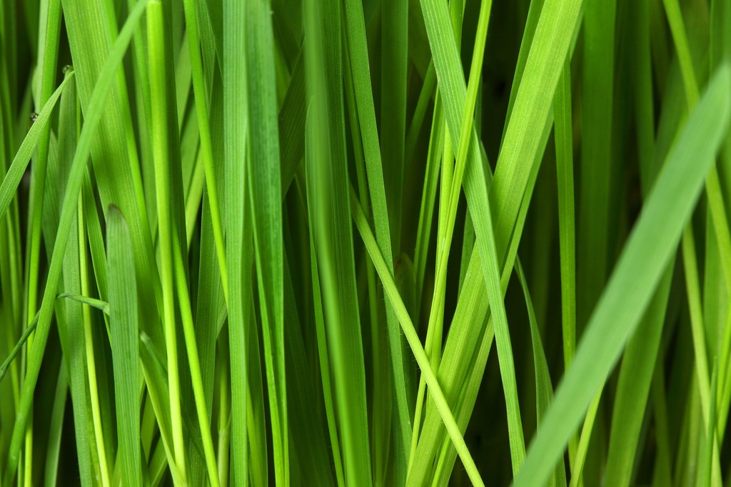 Barley grass WS P.E. 4:1