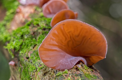 Auricularia auricula-judae P.E. 4:1