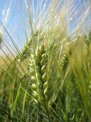 ORGANIC Barley Grass P. (18704)