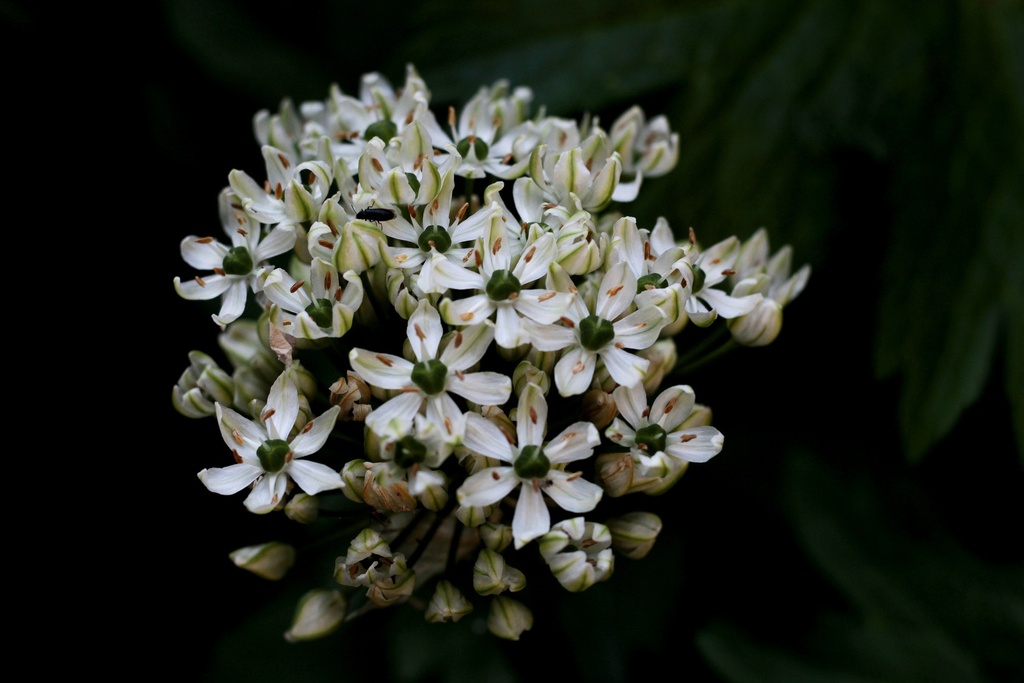 Schwarzer Knoblauch (Allium Nigrum) P.E. 0,25% SAC