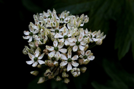 Schwarzer Lauch (Allium Nigrum) P.E. 0,25% SAC
