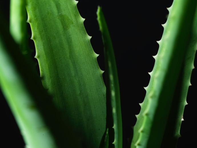 Aloe Vera P.E. 200:1