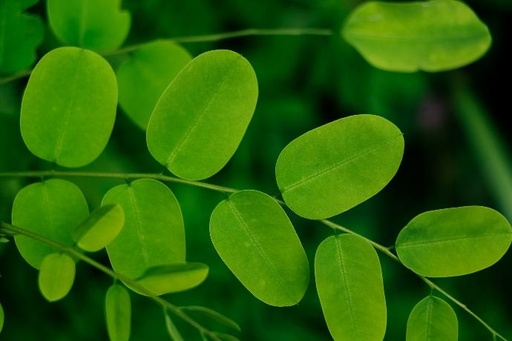 Moringa Oleifera P. (18659)