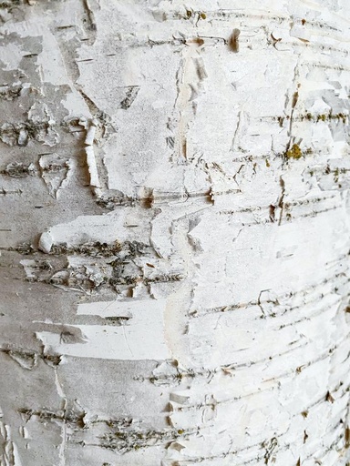 Betulin 98% ex Birch bark P.E.