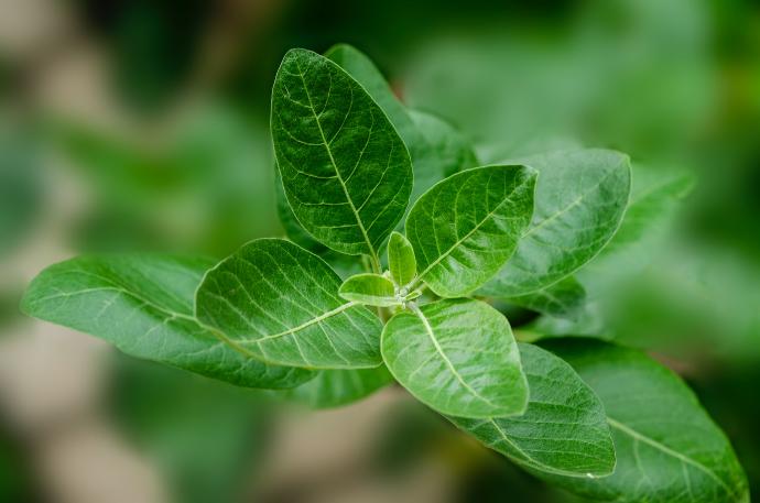 ORGANIC Ashwagandha P. (18704)