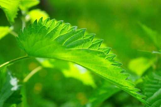 Nettle Leaf WS P.E. 1% Vitamin C