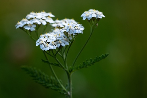 Common Yarrow P.E. 4:1