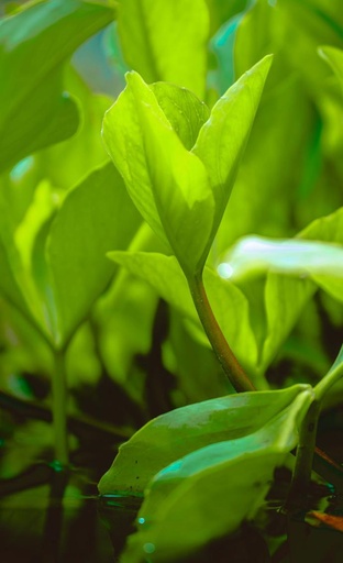 EGCG ex Green Tea (Leaf) (15960)