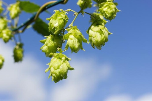 Common Hops P.E. 4:1