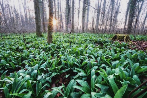 ORGANIC Wild Garlic P. (18791)