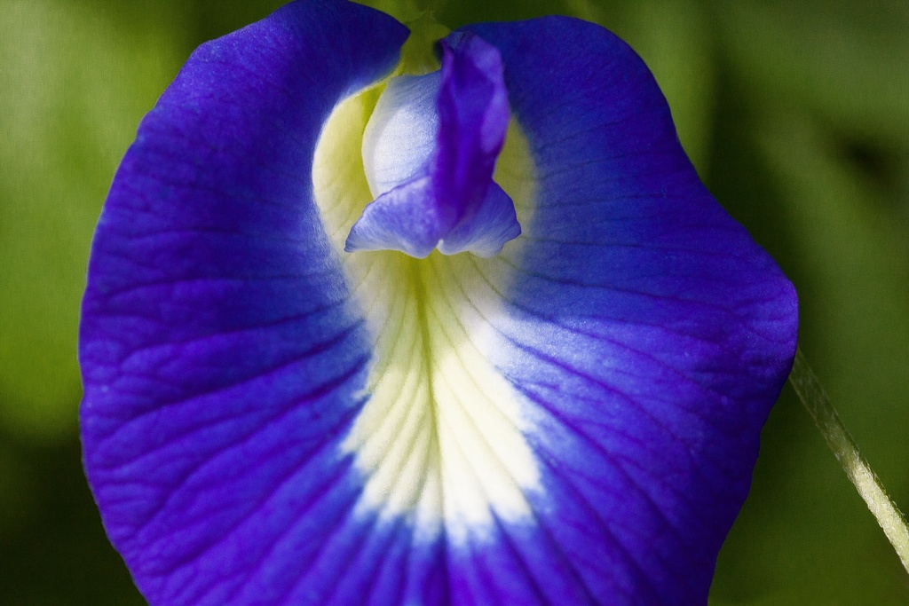 Blaue Klitorie P.E. 4:1 