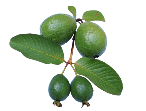 Echte Guave P.E. 4% Zink