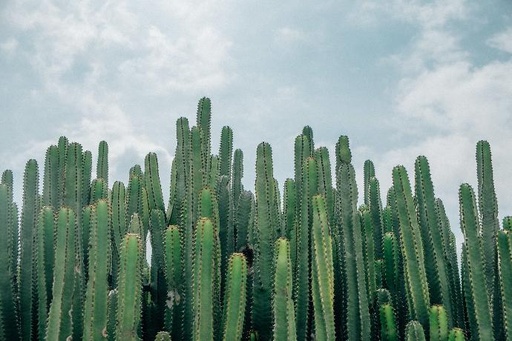 Carnegiea Cactus (Saguaro) P.E. 4:1