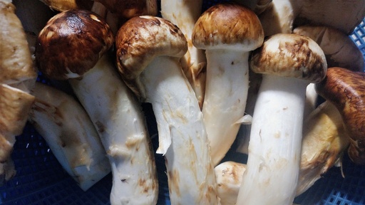 Matsutake P.E. 4:1