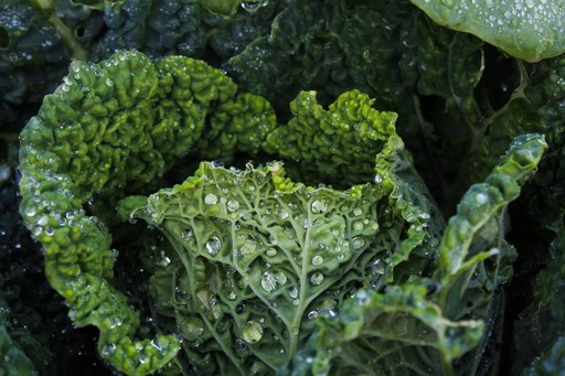 ORGANIC Kale P. (18704)