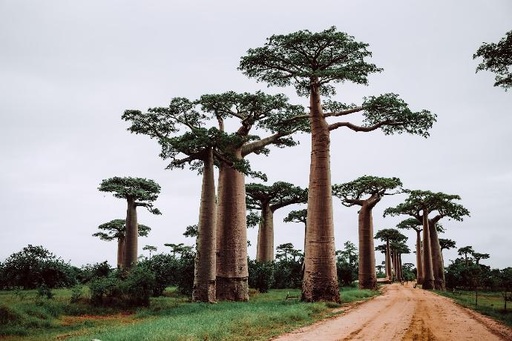 ORGANIC Baobab P. (18795)