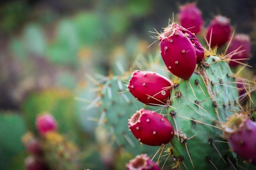 Prickly pear WS P.E. 4:1