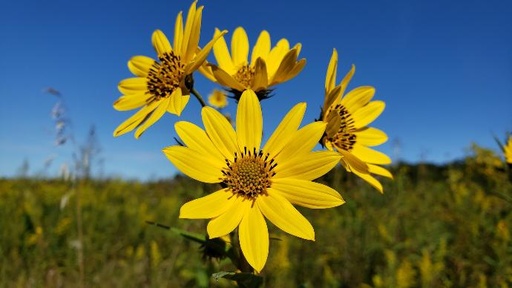 ORGANIC Jerusalem artichoke P. (18797)