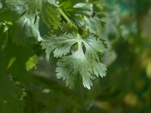 Common Coriander P.E. 4:1