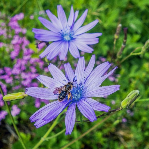 Common Chicory P.E. 10:1