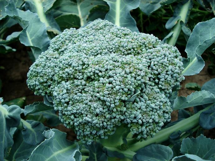 Organic Broccoli P. (18758)