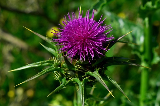 ORGANIC Milk thistle P. (18704)