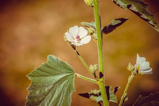 [24339] Common marsh mallow P.E. 4:1