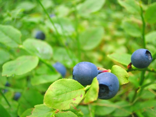 Bog Bilberry P.E. 5:1