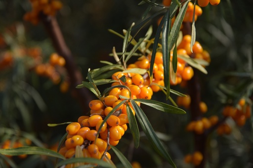 Sea Buckthorn P.E. 10:1