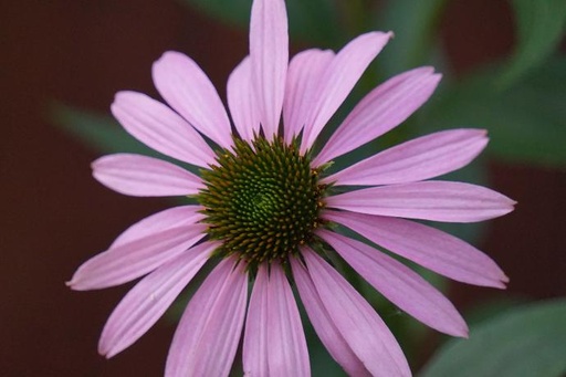 Echinacea purpurea WS P.E. 4:1