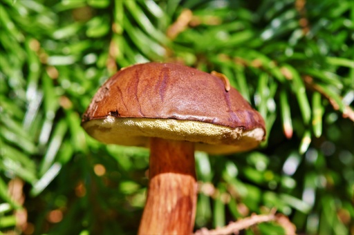 ORGANIC Boletus P. (18758)