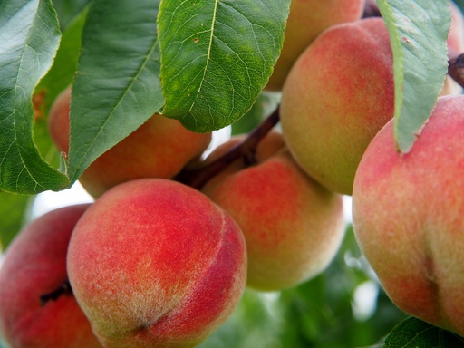 ORGANIC Peach P. (18148)