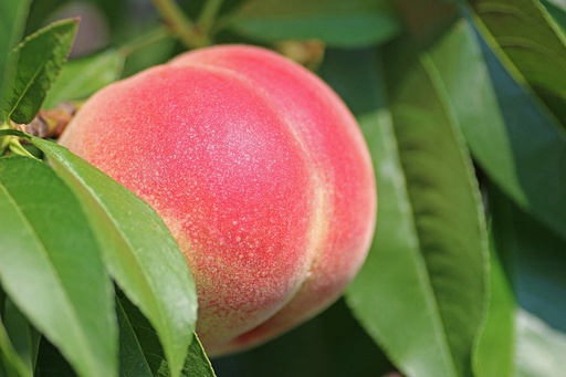 Peach P. (18148)