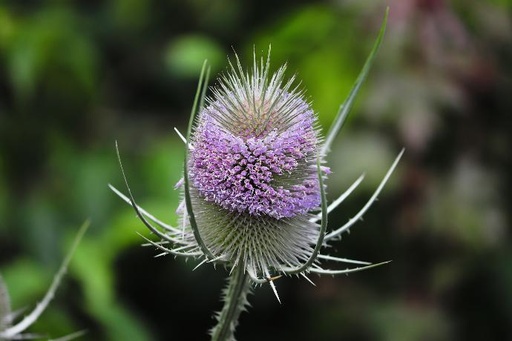 Wild Teasel P.E. 4:1