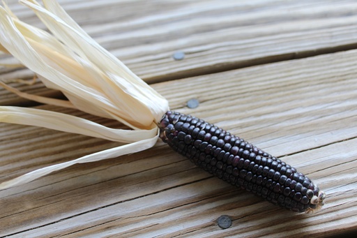 ORGANIC Purple corn P. (18137)