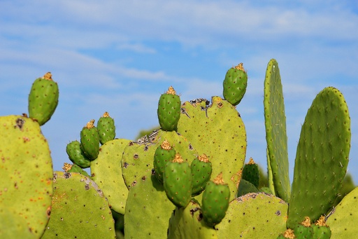 Prickly pear P.E. 4:1