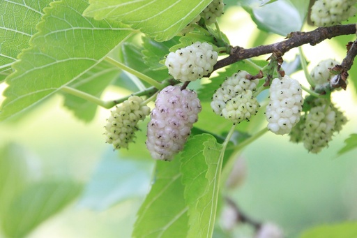White Mulberry P.E. 10:1