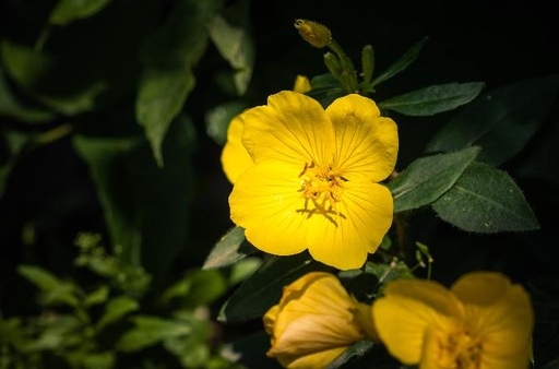 Potentilla anserina P.E. 4:1