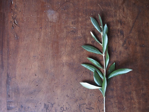 Olive Leaf P.E. 15:1