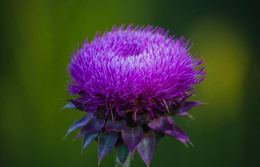 Milk Thistle P. deoiled (15460)