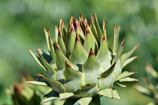 Artichoke leaf P. (15460)