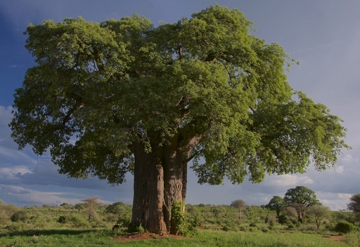 Baobab P.E. 5:1